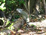 San Patricio Forest - GUAYNABO